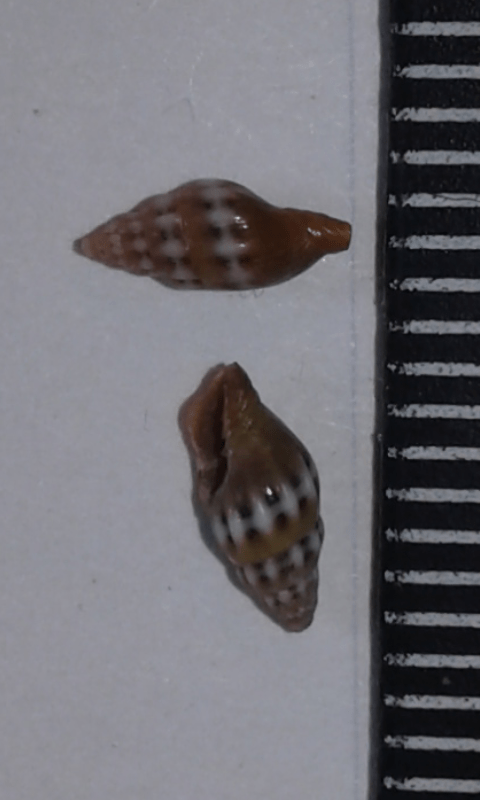 Costellariidae : Pusia tricolor ?